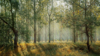 Kaunis metsämaisema. Kaunis metsämaisema.