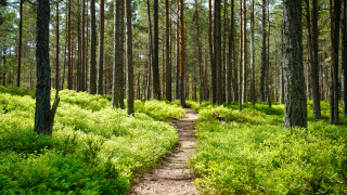 Polku kulkee aurinkoisen metsän läpi.